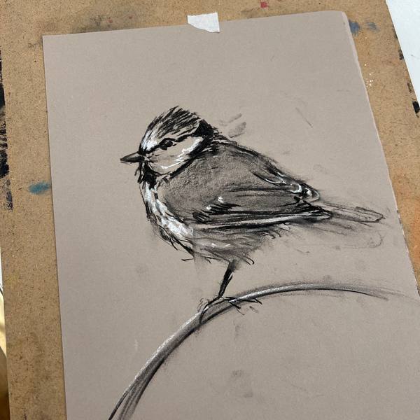 Drawing of a blue tit on a branch